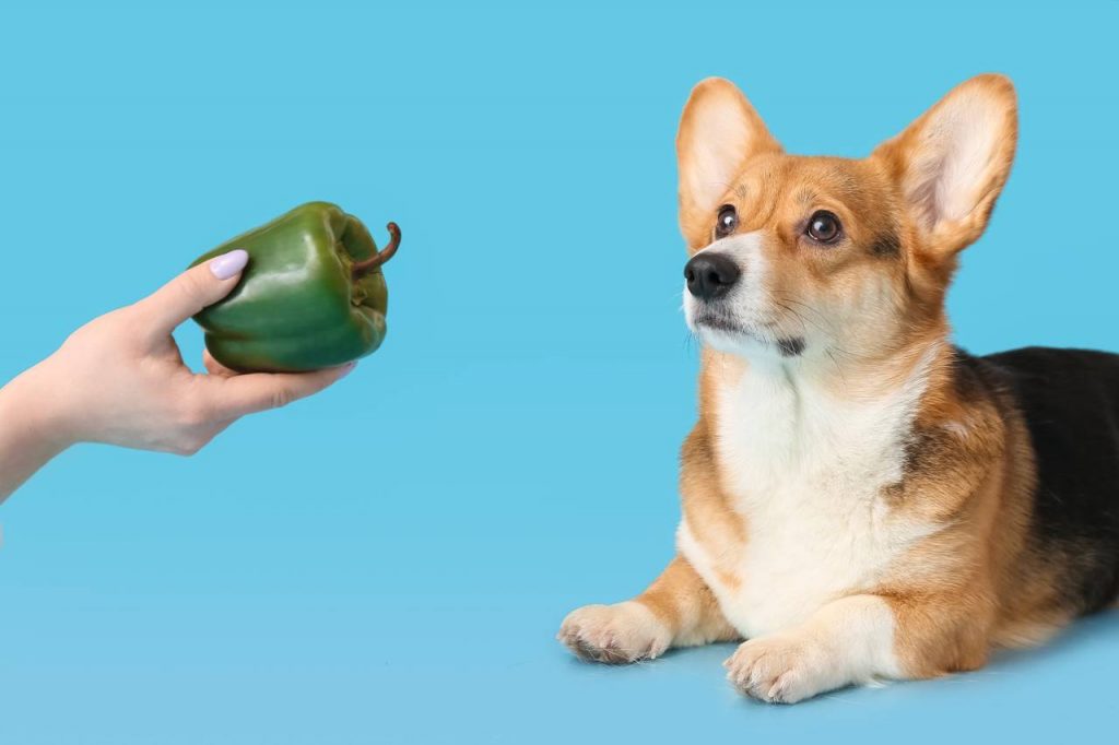 Cão e gato vegano