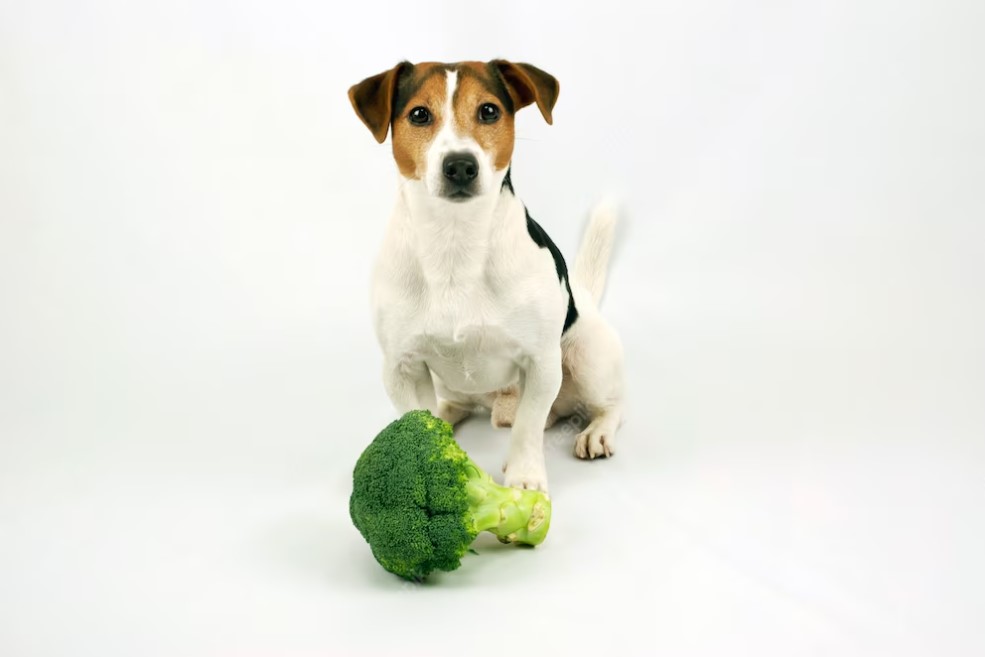 Cão e gato vegano