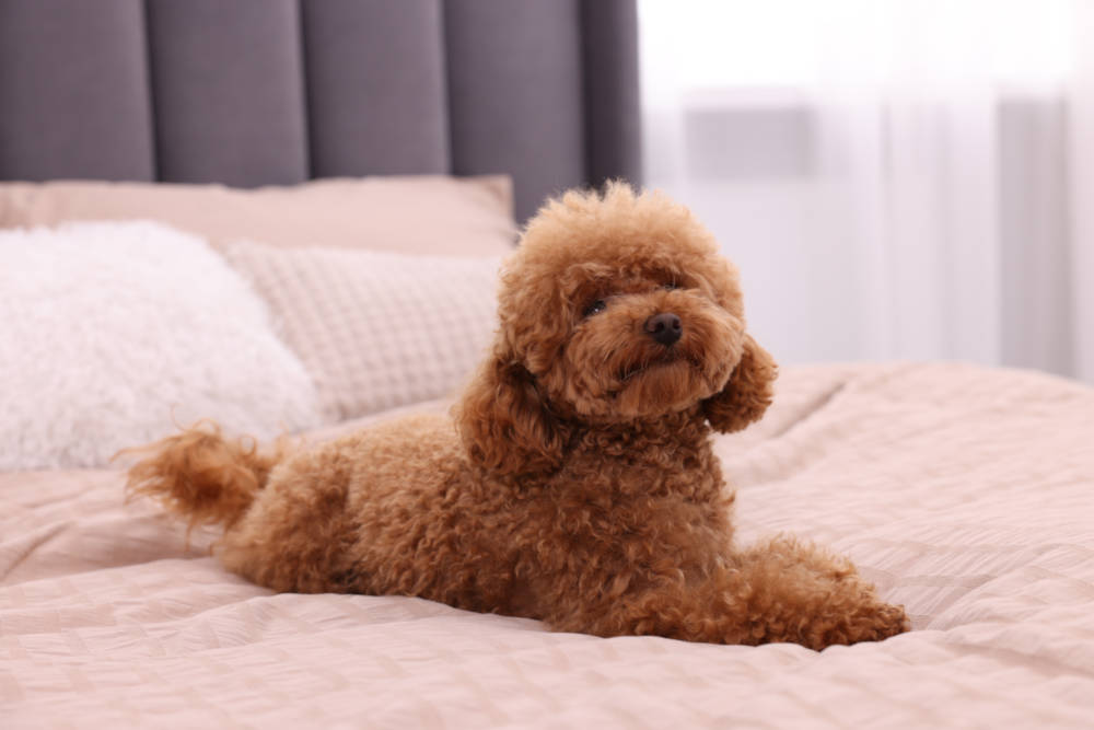 Cachorros para apartamento