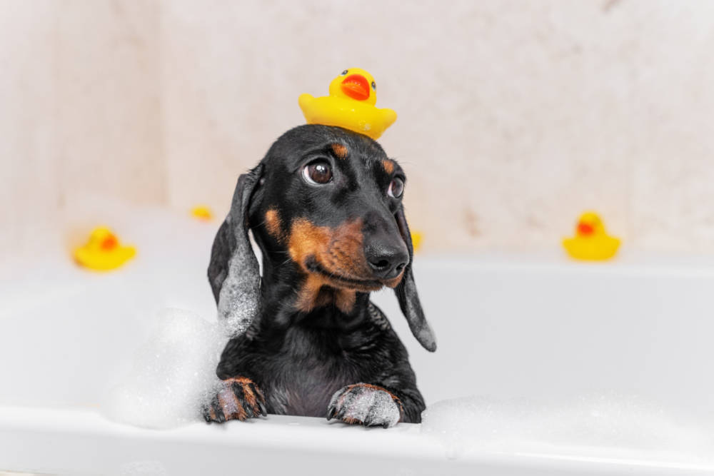 Cachorros para apartamento