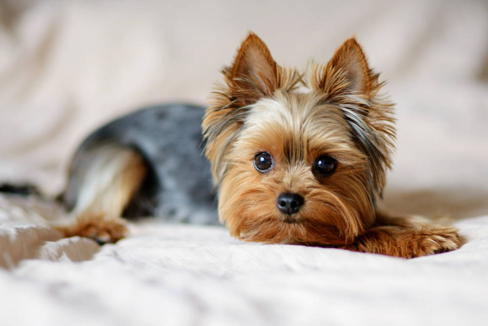 Cachorros para apartamento