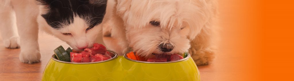 Cão e gatos comendo ração natural.