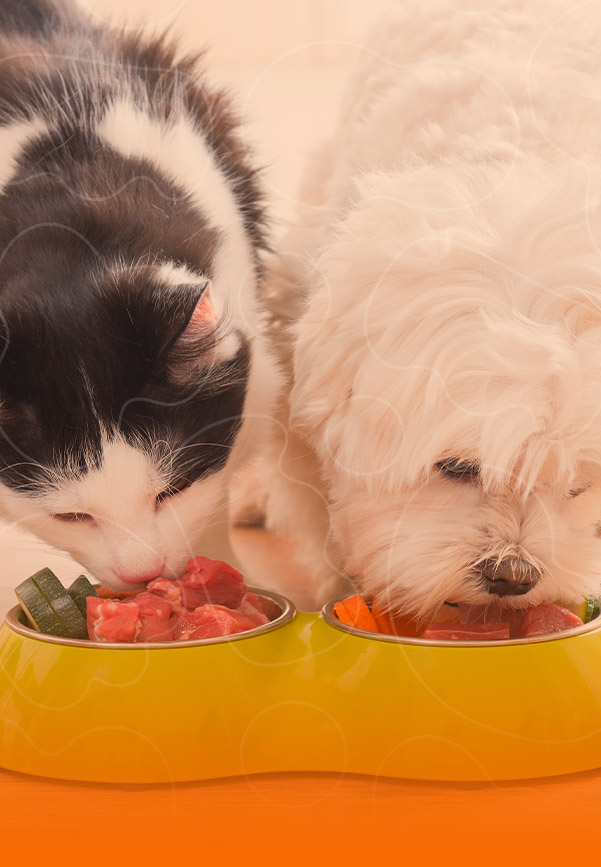 Cão e gatos comendo ração natural.