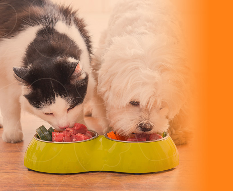 Cão e gatos comendo ração natural.