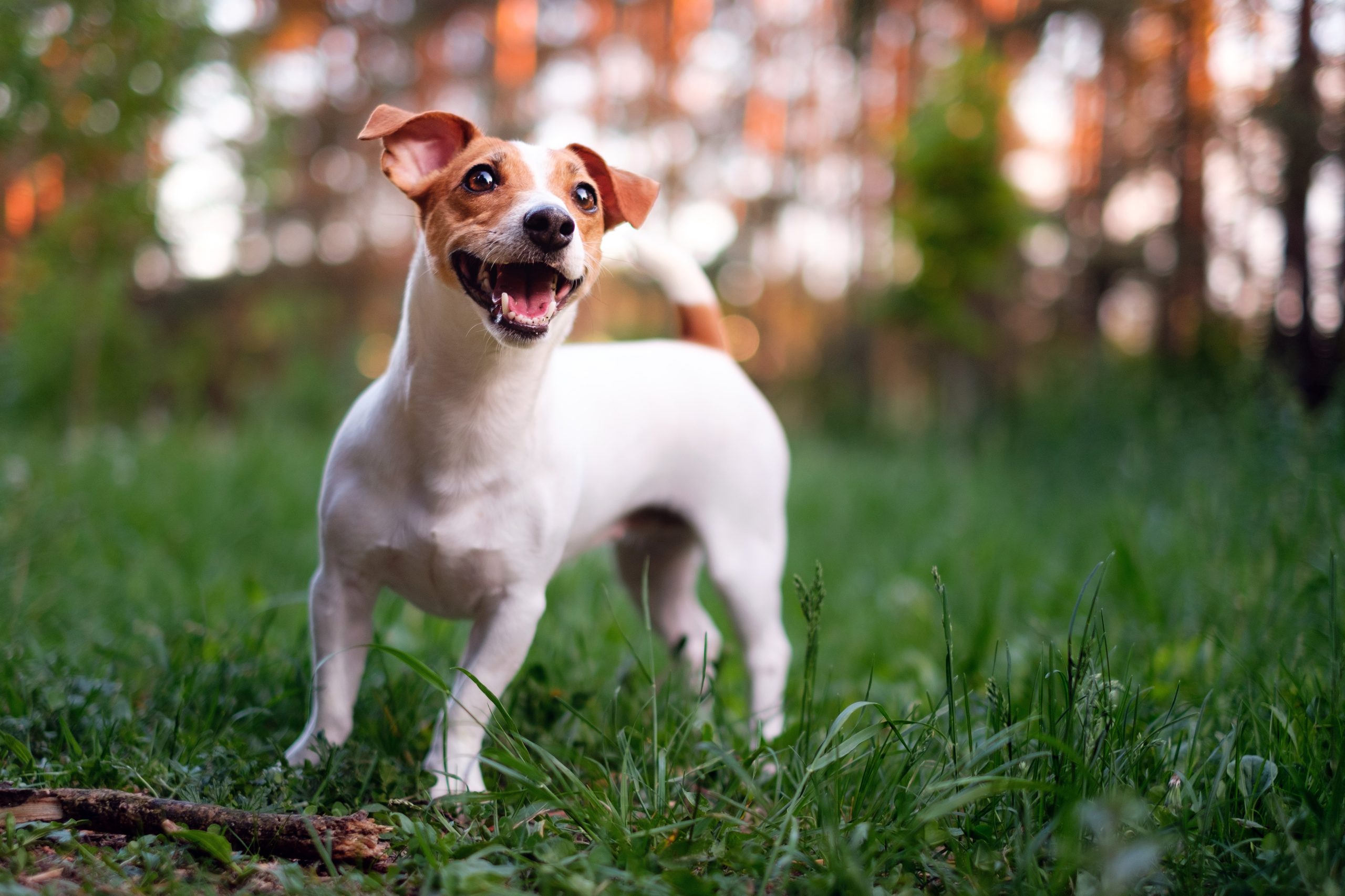 Cachorros para apartamento
