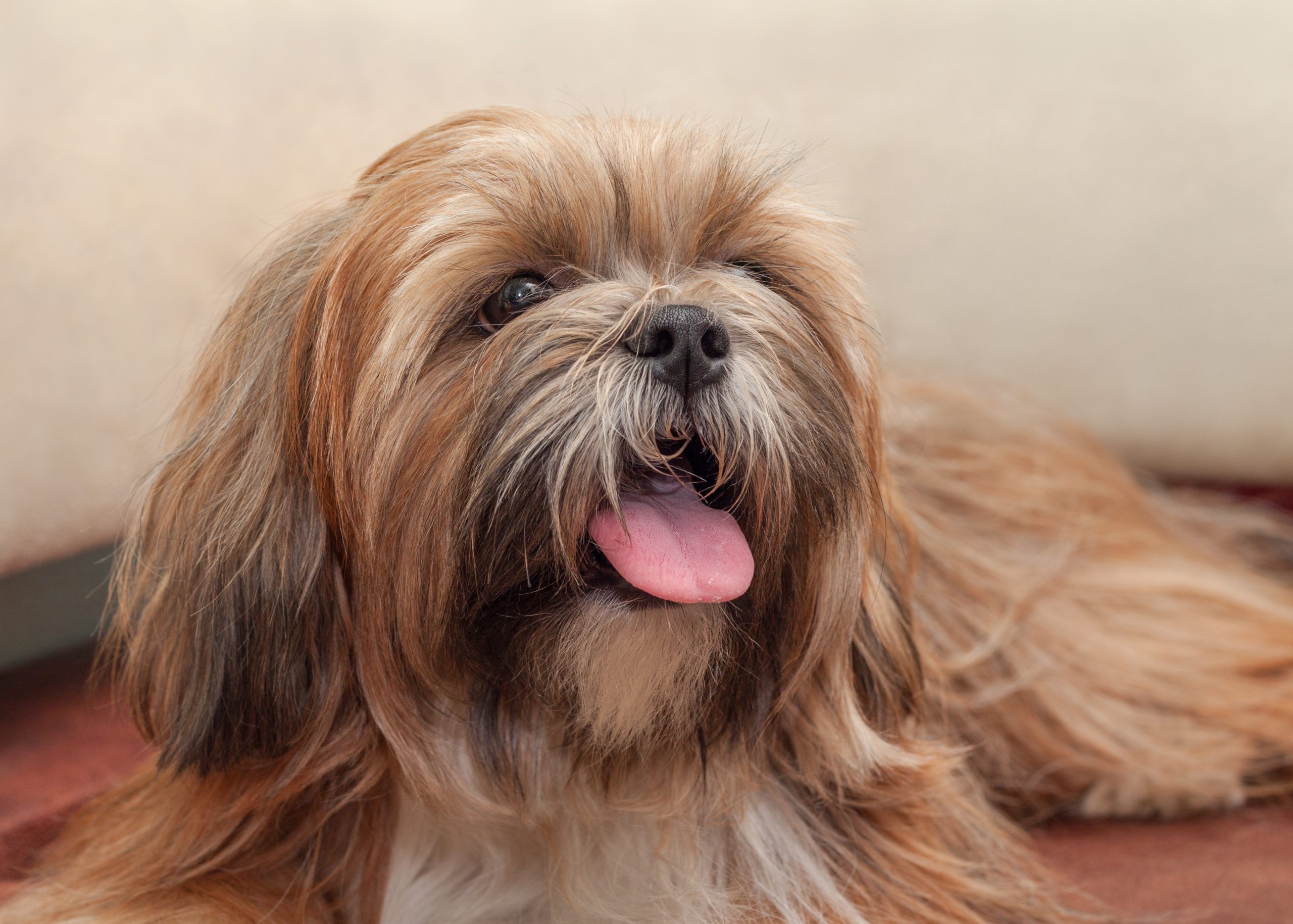 Cachorros para apartamento