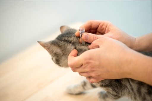 Tutor aplicando medicamento em gato com pulga