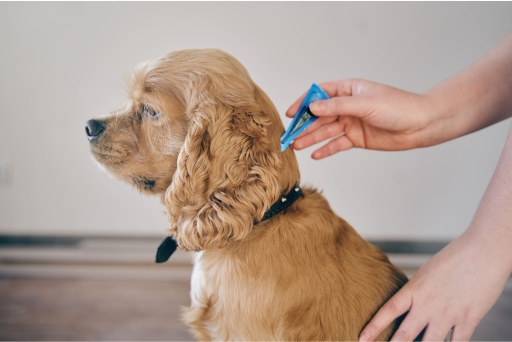 Cachorro sendo medicado contra pulga
