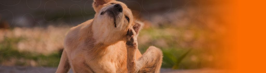 Cachorro se coçando