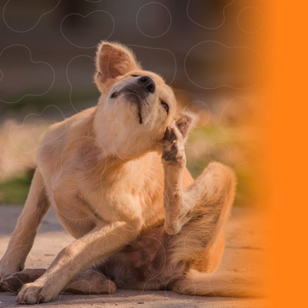 Cachorro se coçando