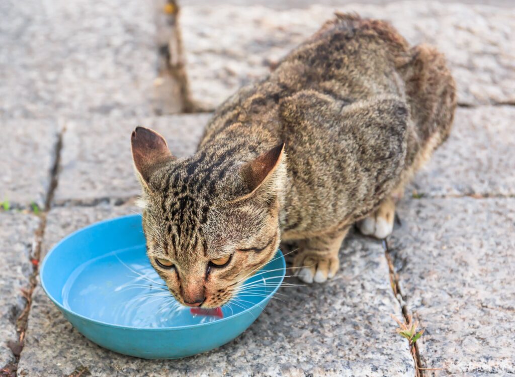 Gato idoso bebendo água