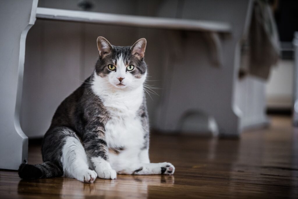 Gato idoso obeso
