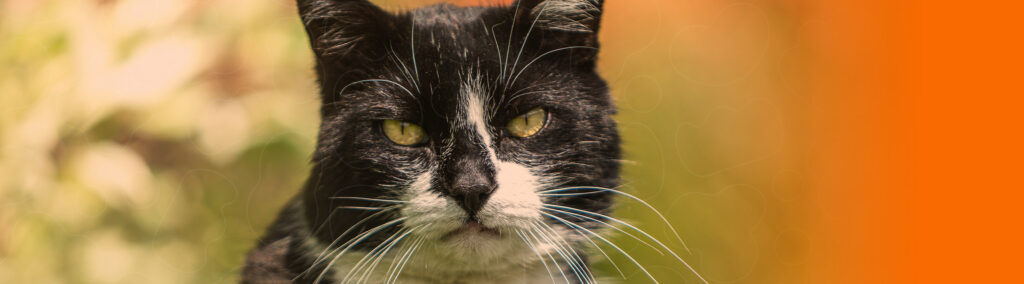 Gato idoso