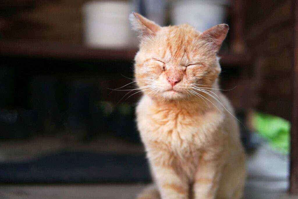 Gato doente com os olhos fechados
