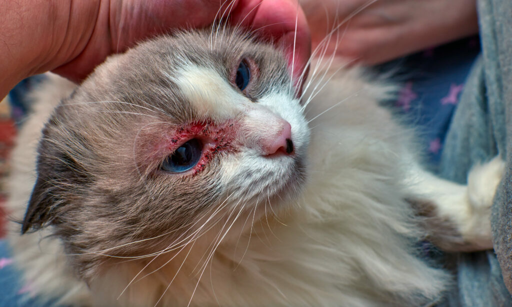 Gato com doença na pele sendo examinado