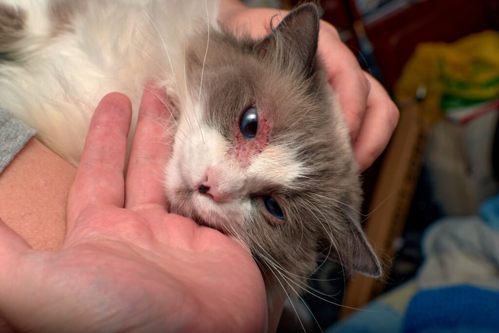 Gato com doença na pele sendo examinado