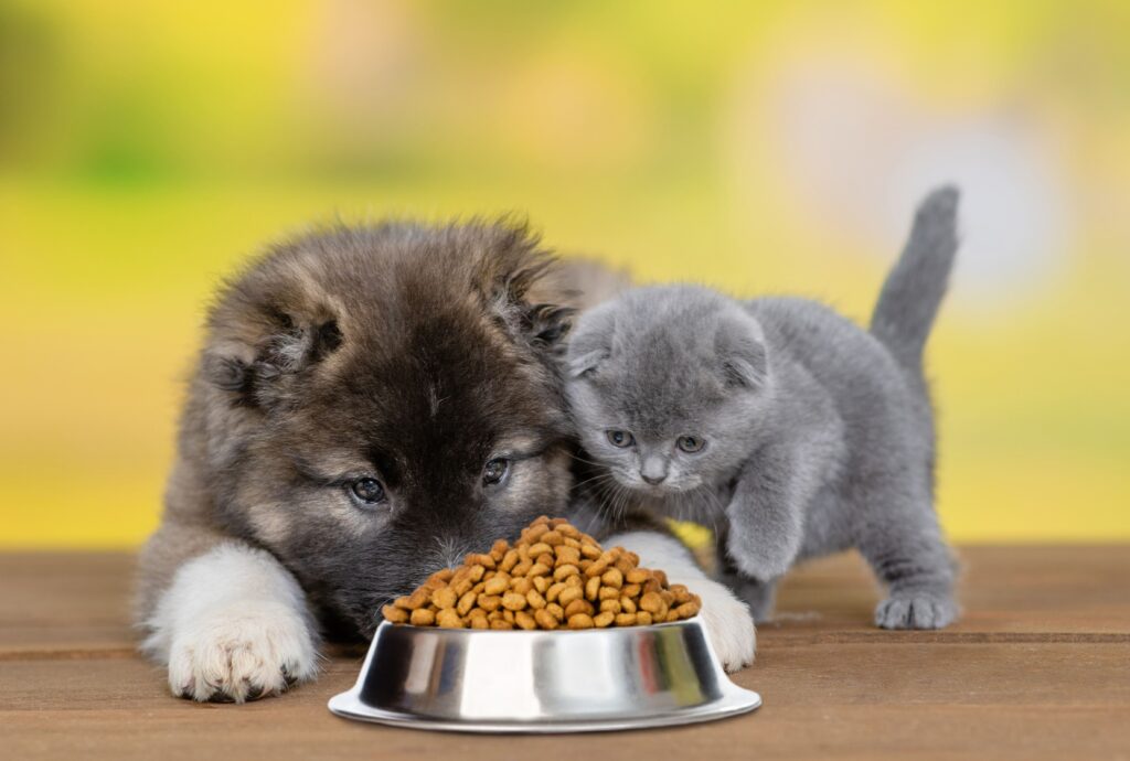 Cão e gatos filhotes se alimentando
