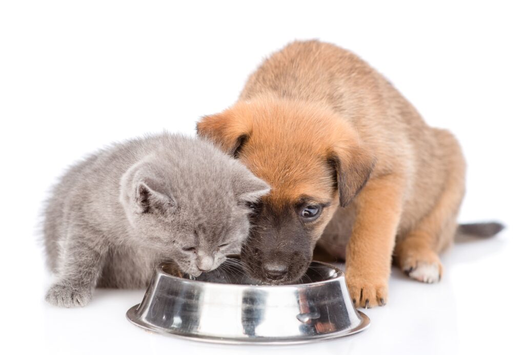 Cão e gatos filhotes se alimentando