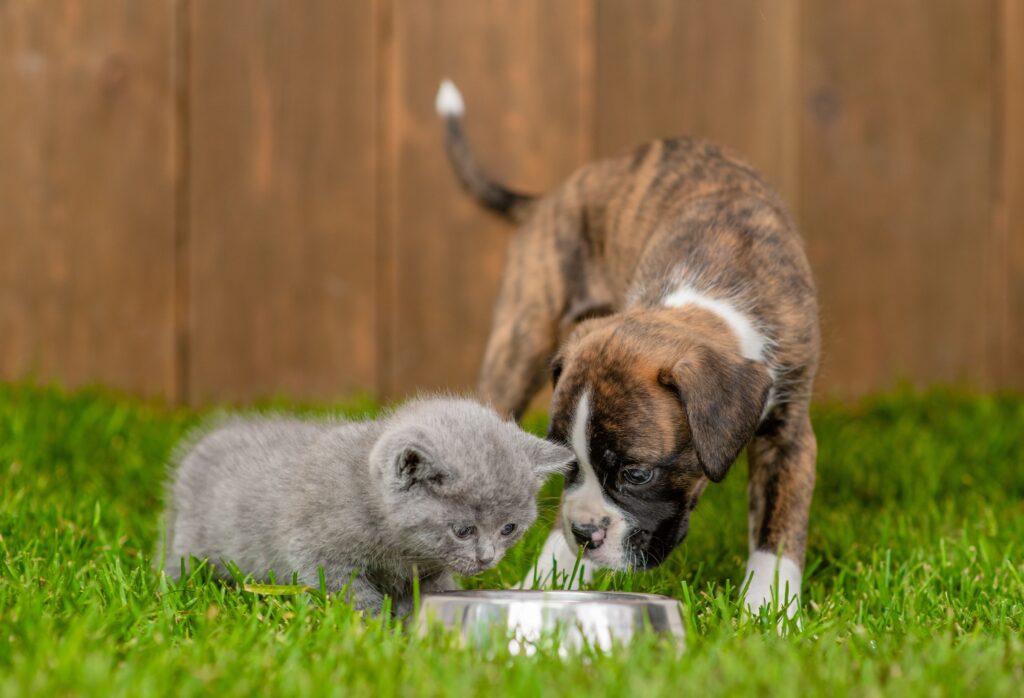 Cão e gatos filhotes se alimentando