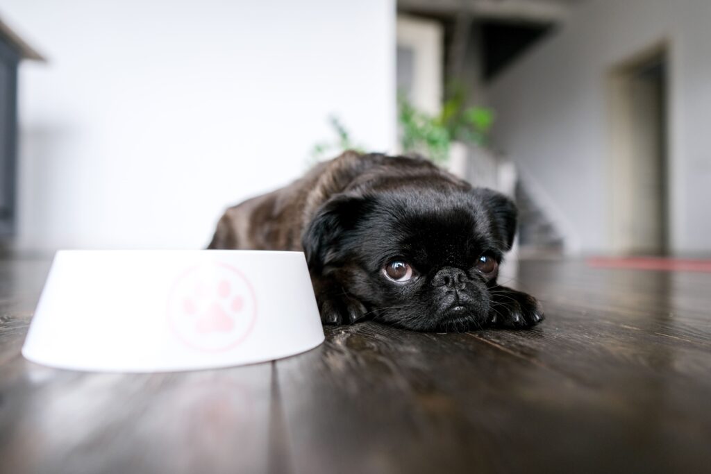 Cachorro recusando comida