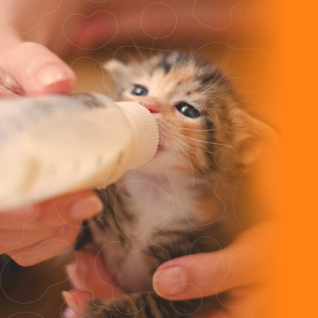 Gato filhote sendo alimentado com uma mamadeira
