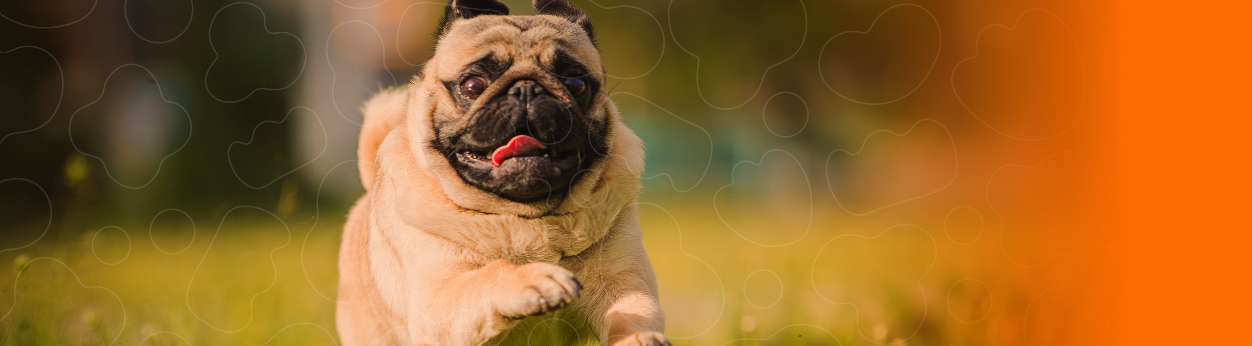 Cão Pug correndo sobre a grama