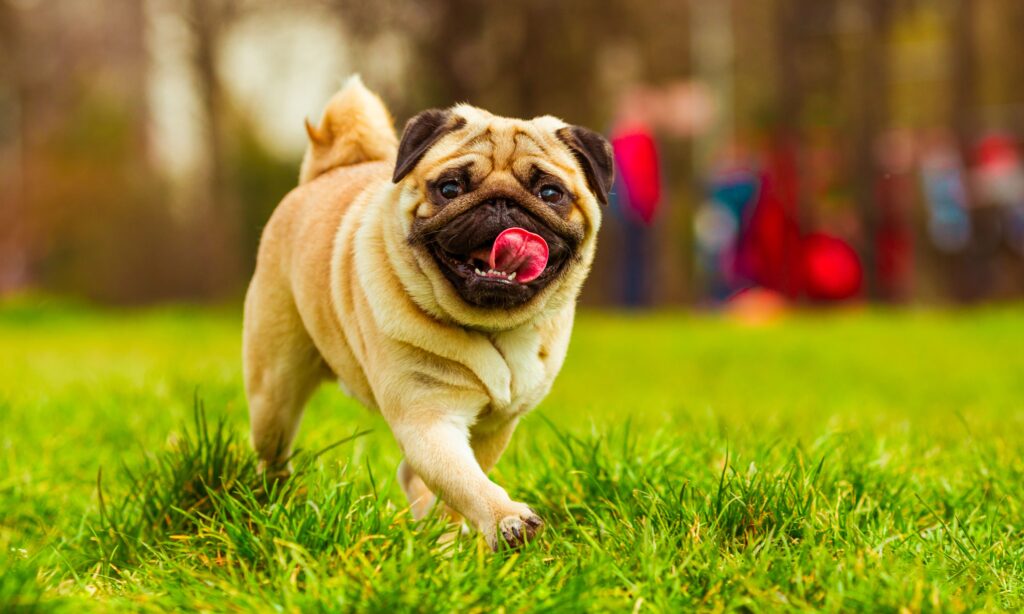 Cão brincando em um parque