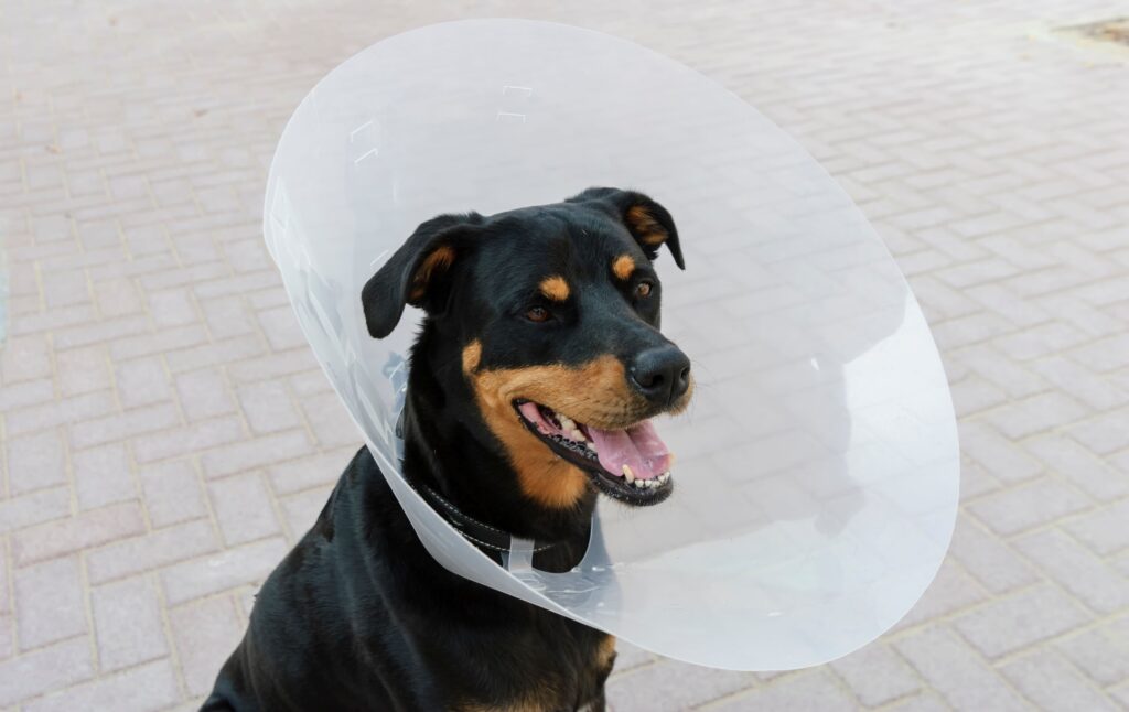Cão usando colar Elizabetano