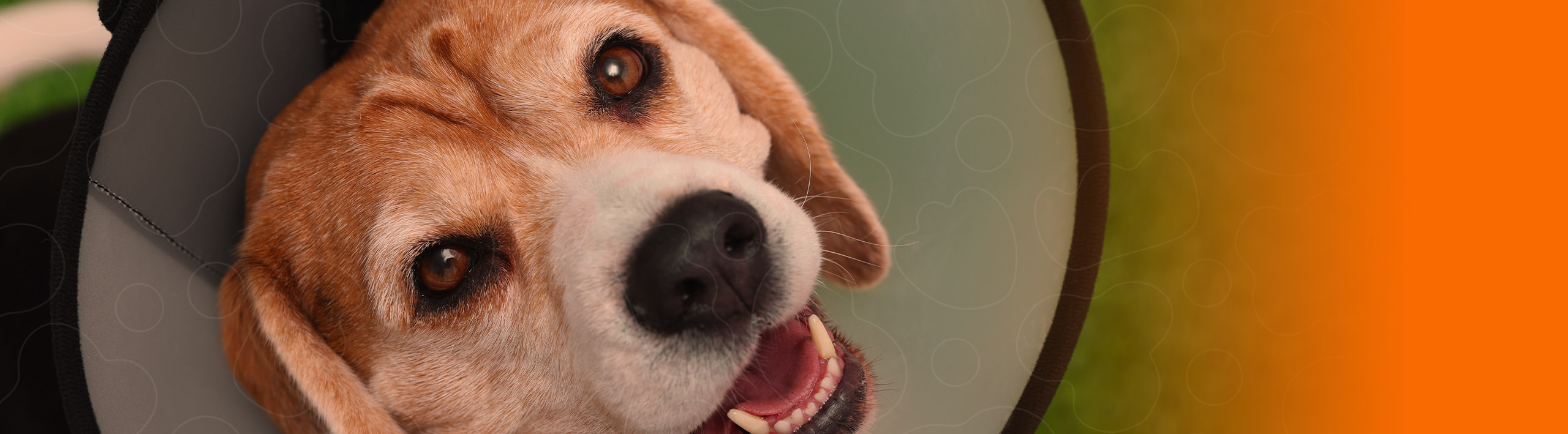 Cão usando colar Elizabetano