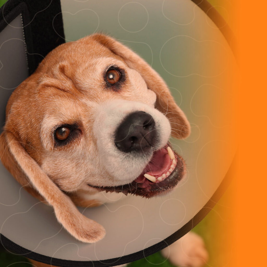 Cão usando colar Elizabetano