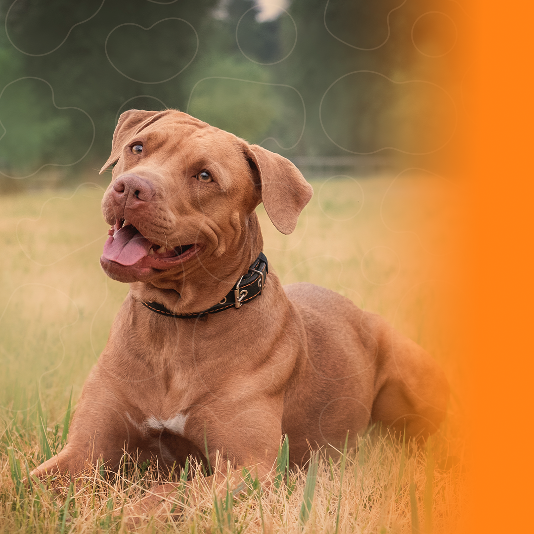American Pit Bull Terrier