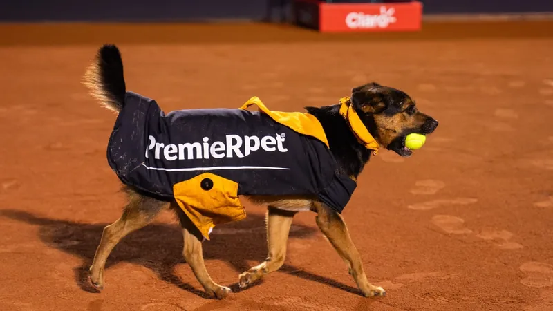 CãoDula com bola na boca