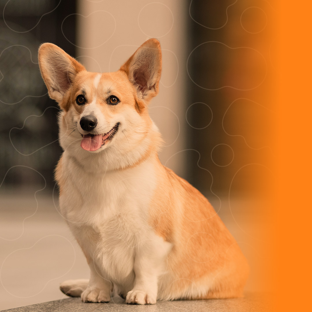 Corgi Pembroke sentado