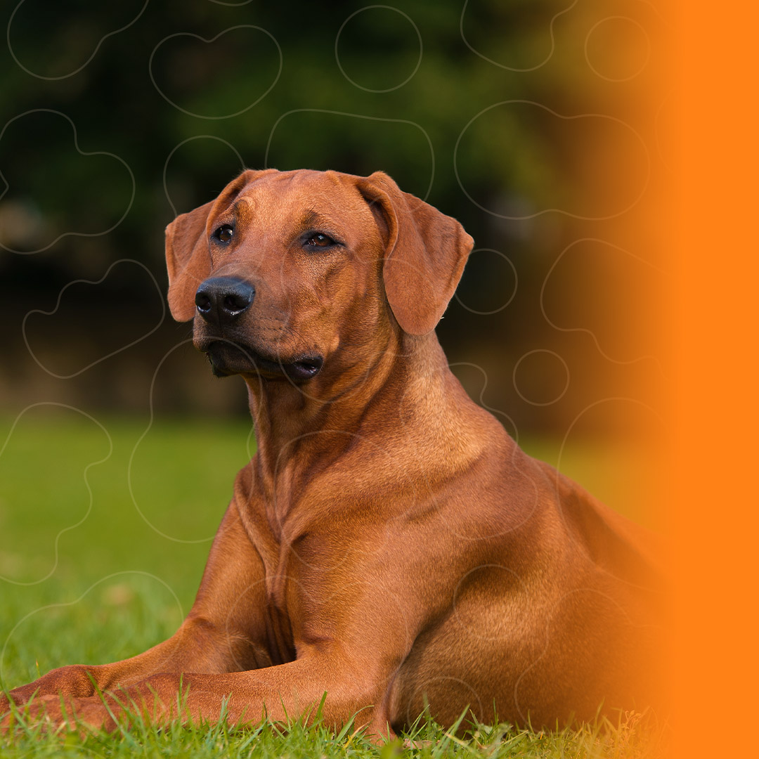 Rhodesian Ridgeback