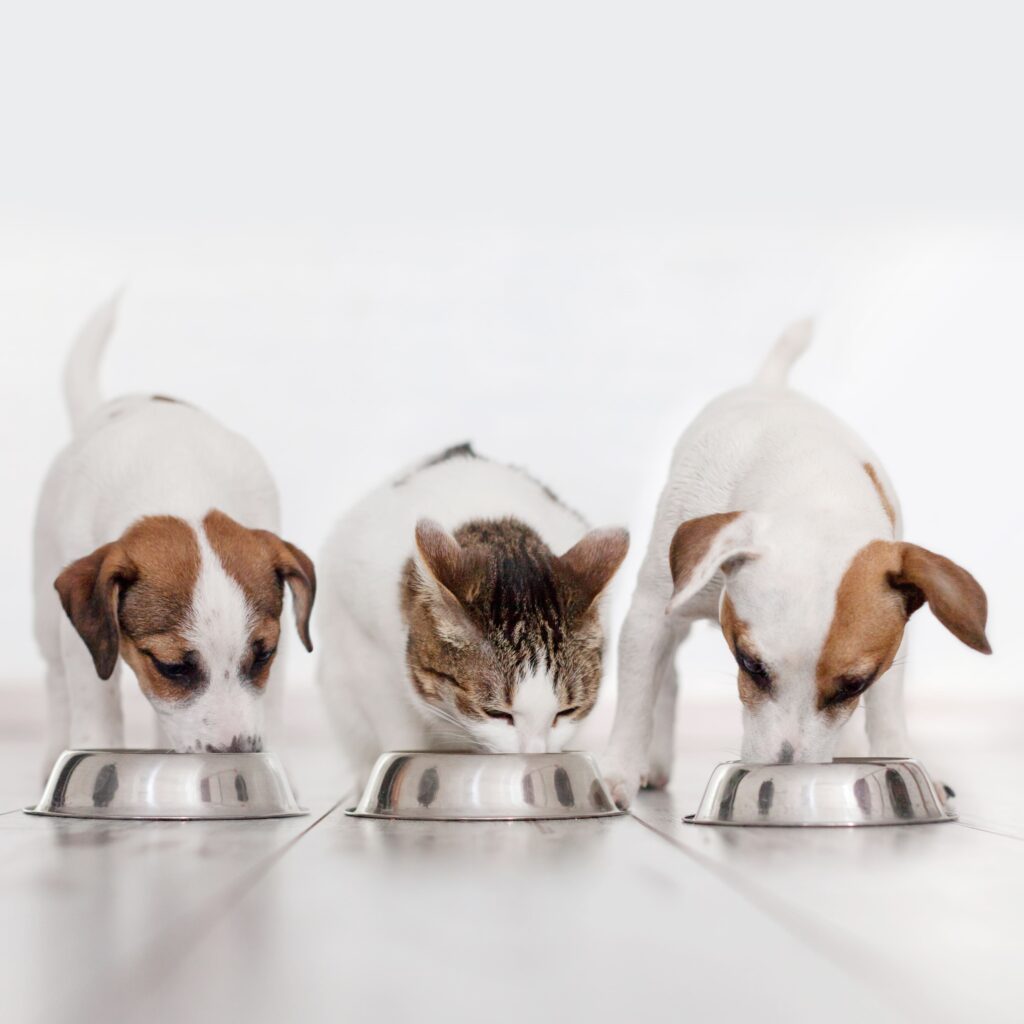 Cães e gatos comendo
