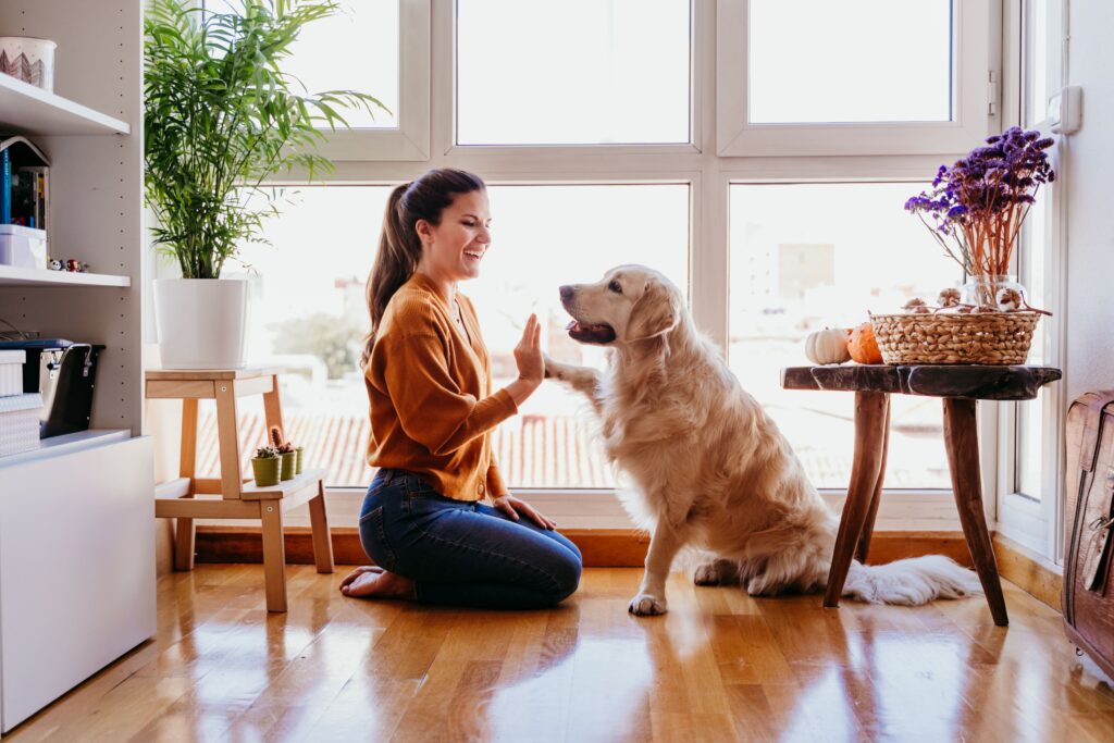 Cão dando a patinha para a sua tutora dentro de casa