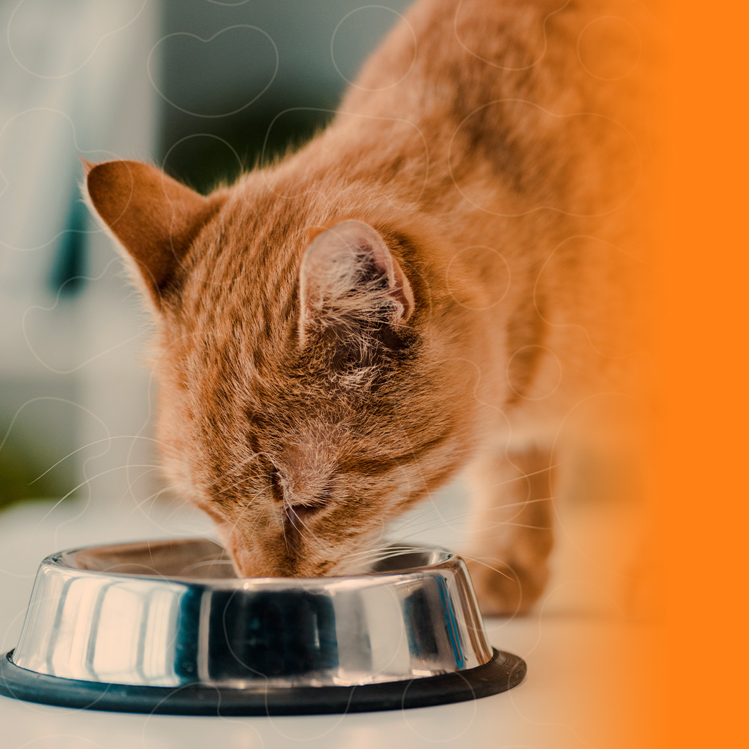 Gato comendo ração