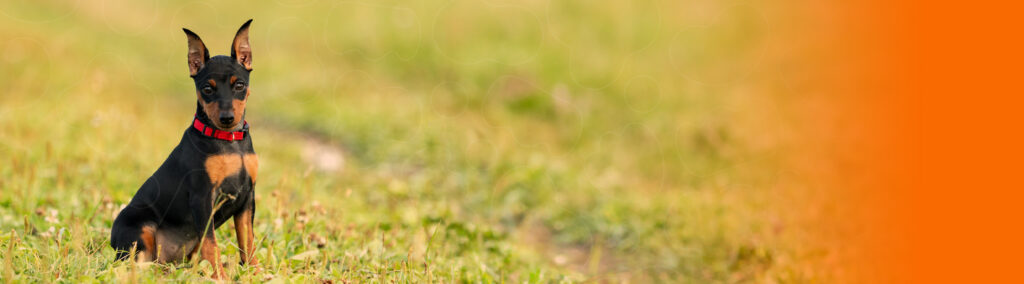 Pinscher Miniatura sobre a grama