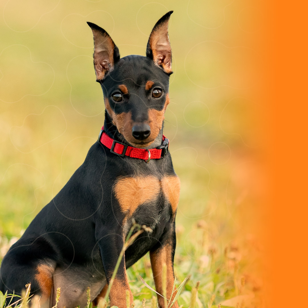 Pinscher Miniatura sobre a grama