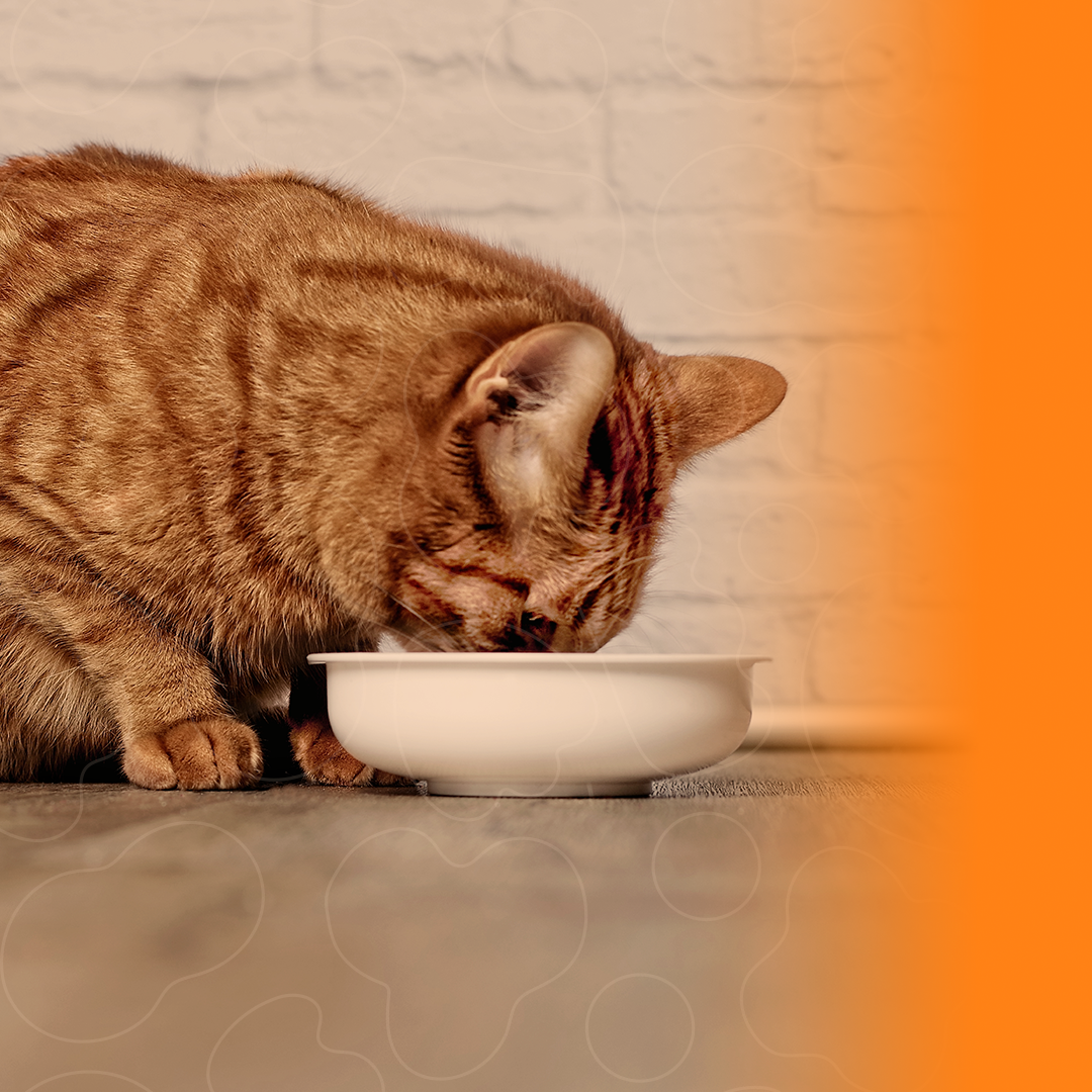 Gato comendo ração