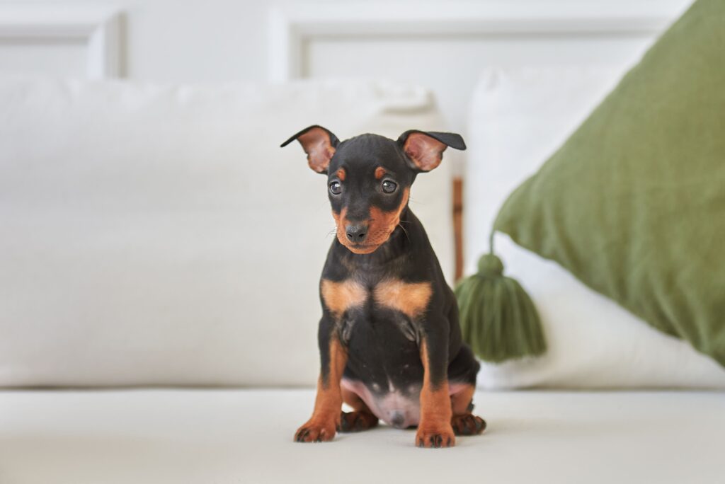 Pinscher Miniatura filhote