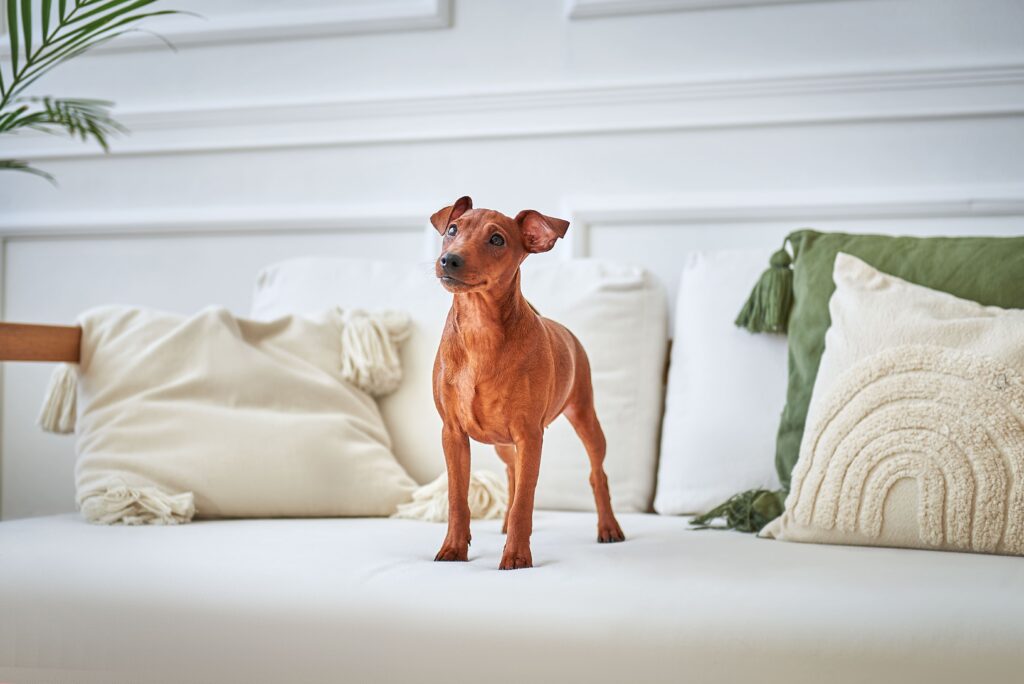 Pinscher Miniatura marrom