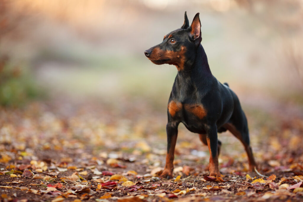 Pinscher Miniatura na floresta