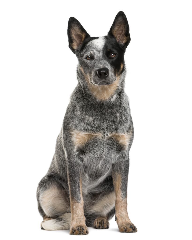 Boiadeiro Australiano