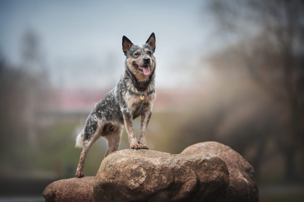 Boiadeiro Australiano em cima de uma pedra