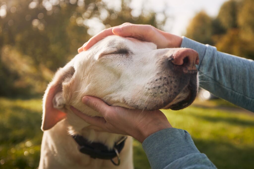 Cão recebendo carinho do seu tutor