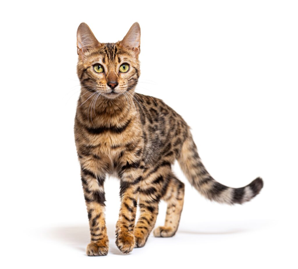 Gato Bengal