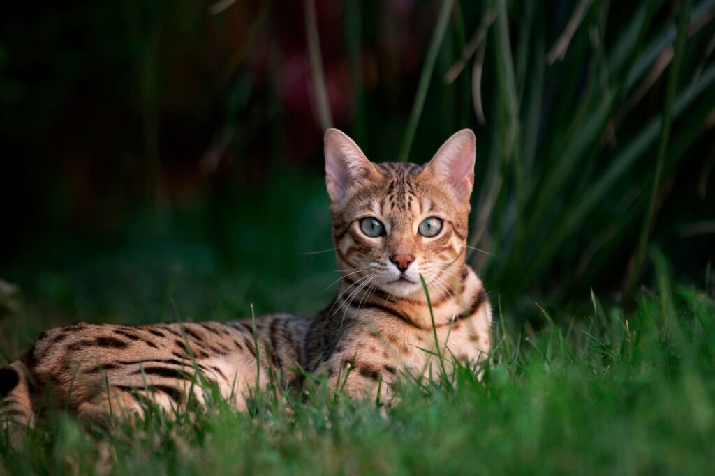 Gato Bengal deitado na grama