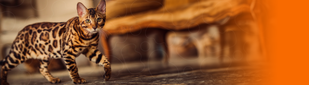 Banner PremieRpet gato Bengal
