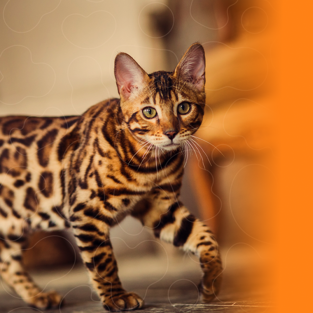 Banner PremieRpet gato Bengal